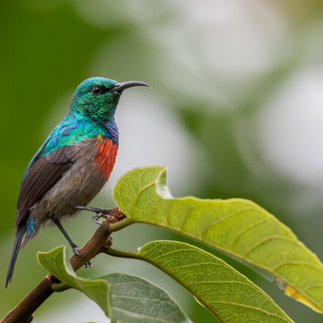 Northern double-collared sunbird (Cinnyris reichenowi) in Uganda's Bwindi Impenetrable Forest.