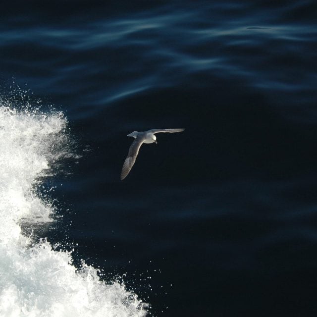 Northern Fulmar © C Gillies