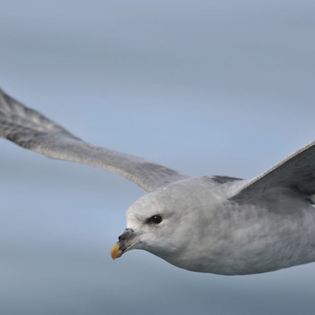 Northern Fulmar