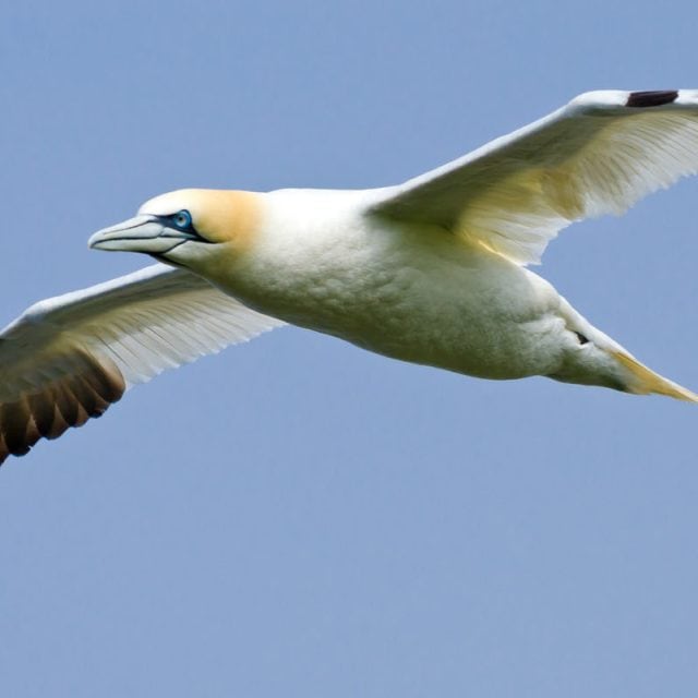 Northern Gannet in flight