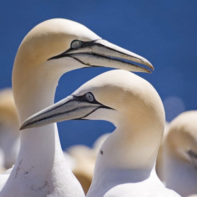 Northern Gannets