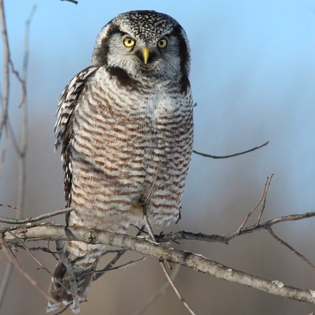 Northern Hawk-Owl