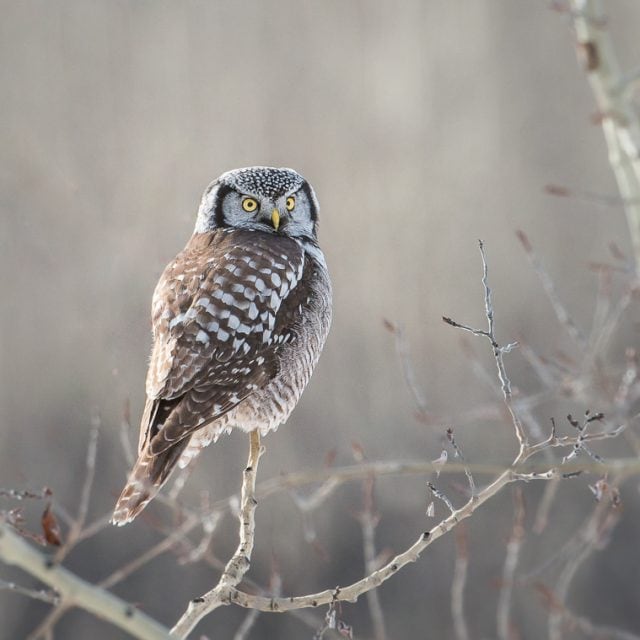 Northern Hawk Owl