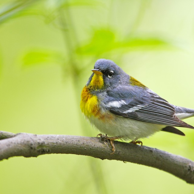 Northern Parula