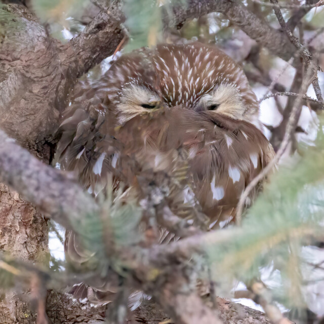 Northern Saw-whet Owl
