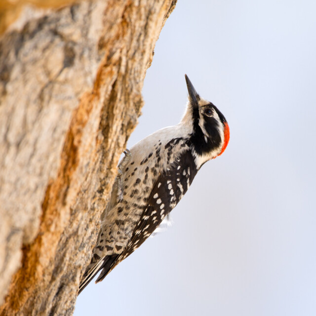 Nuttall's Woodpecker