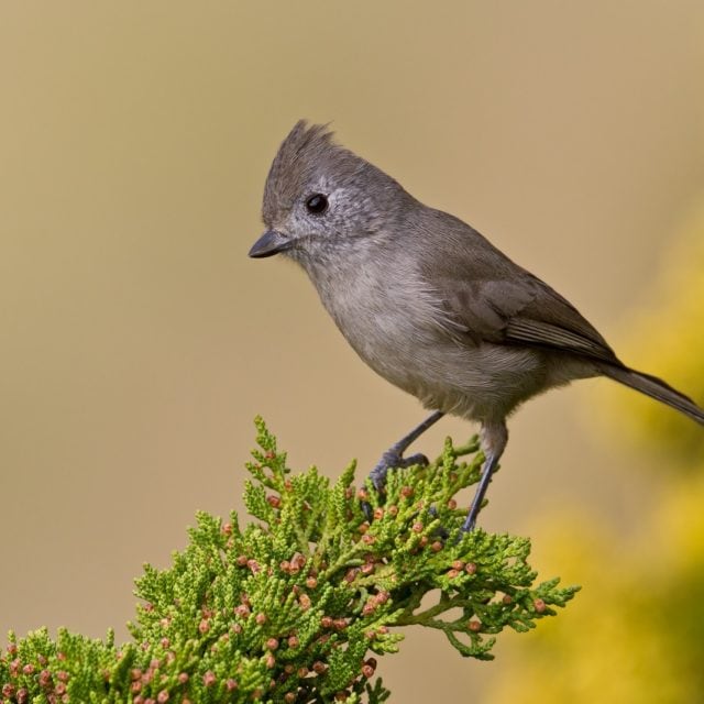Oak Titmouse