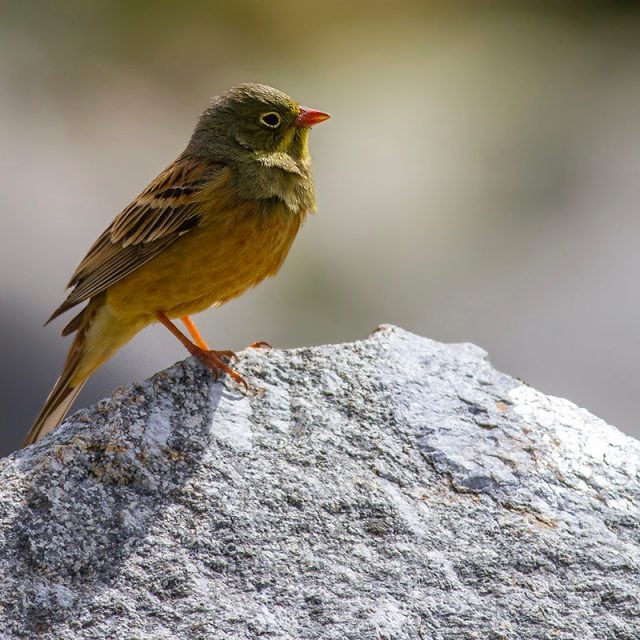 Ortolan bunting in Gredos_Javi