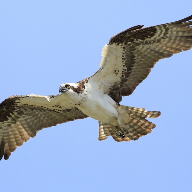 Osprey flying