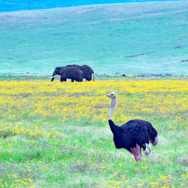 Two, or pair, of Elephants wander their way through the lush yellow flower covered crater floor in the misty early morning at dawn, searching for tasty food as an Ostrich looks on, Ngorongoro Crater, Tanzania, Africa