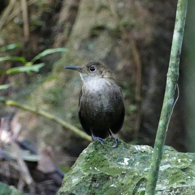 Nava's Wren
