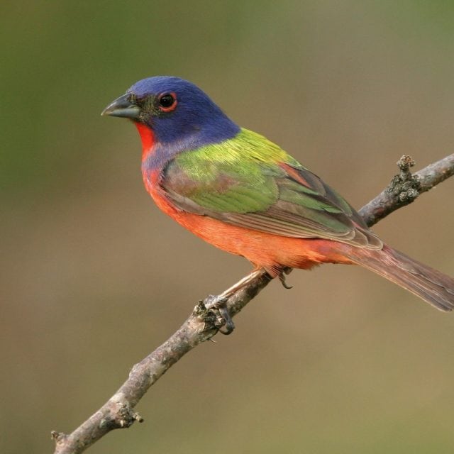 Painted Bunting