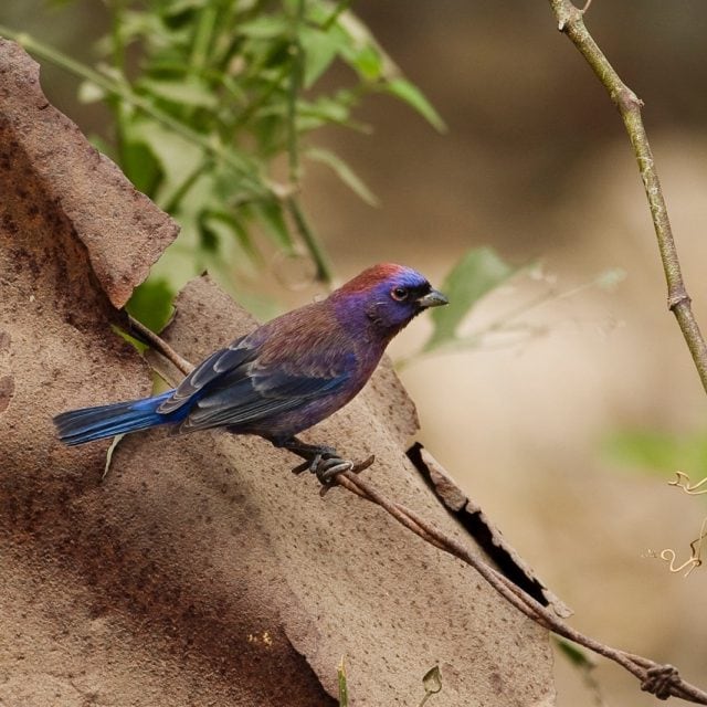 Varied Bunting