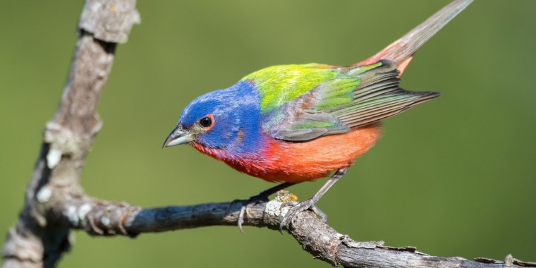 Texas Spring Migration Trip Report (April 18 - 26, 2022)