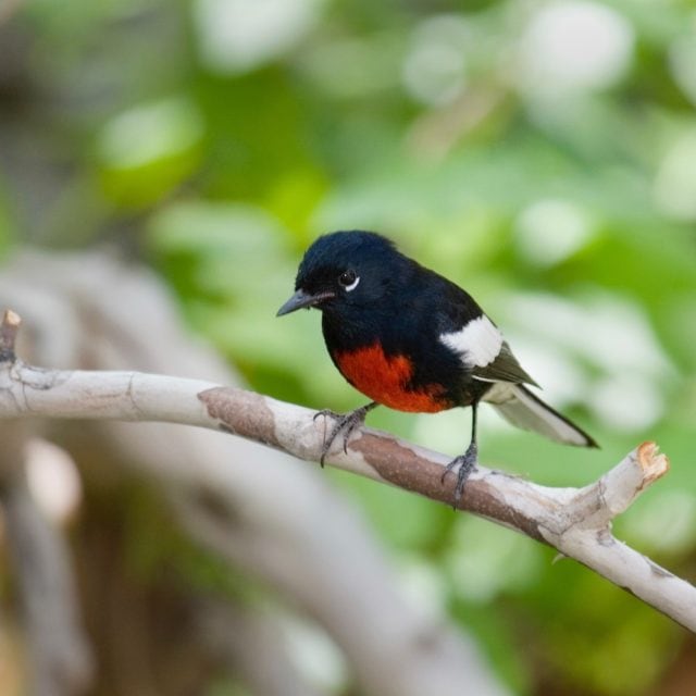 Painted Redstart