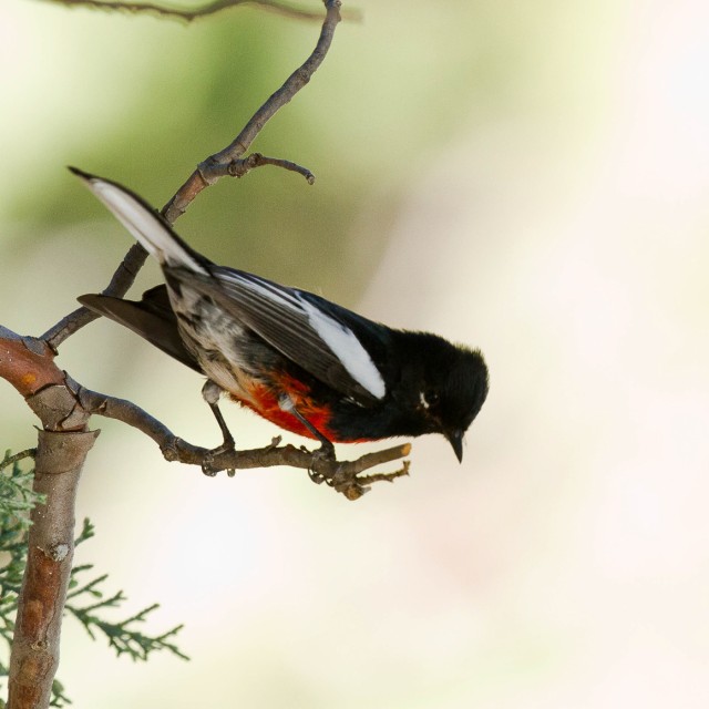 Painted Redstart
