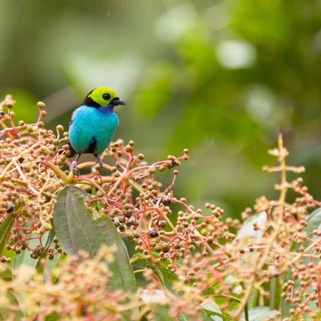 Paradise Tanager