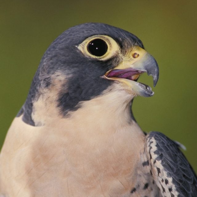 Peregrine Falcon