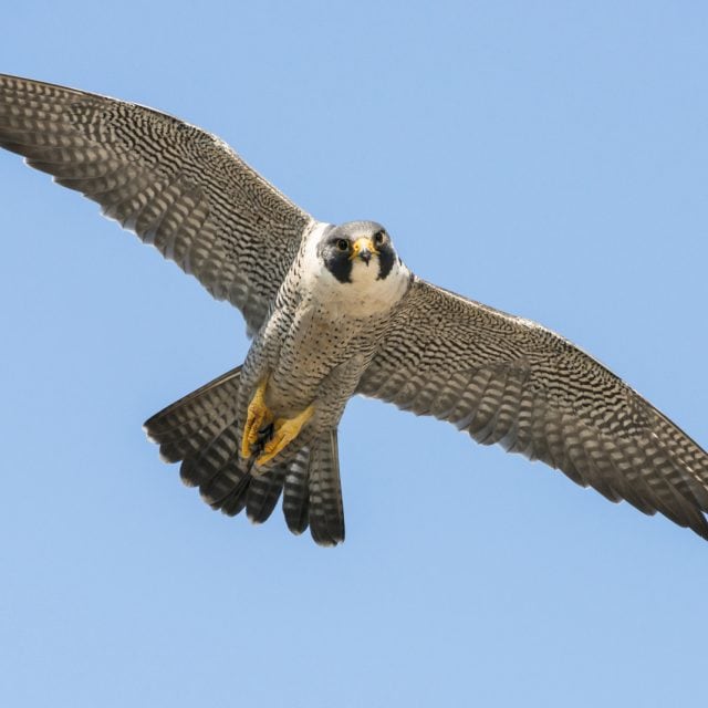Peregrine Falcon in flight