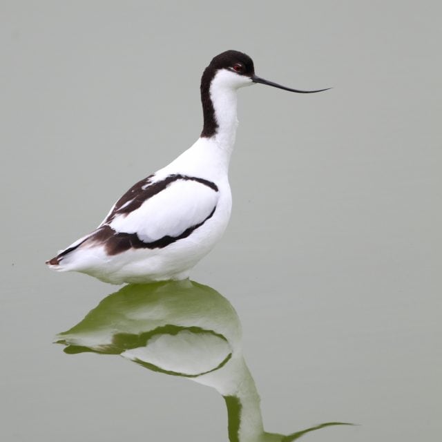 Pied Avocet
