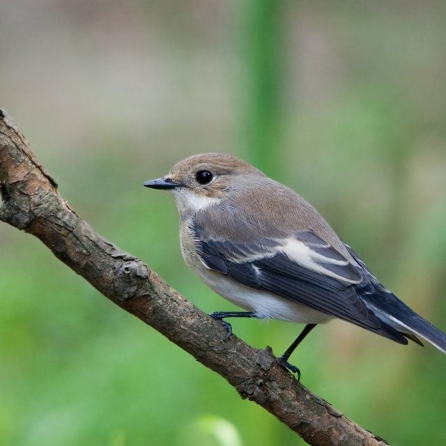 Pied Flycatcher