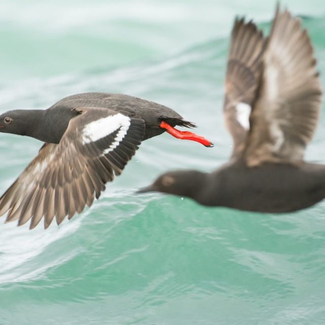 Pigeon-Guillemots