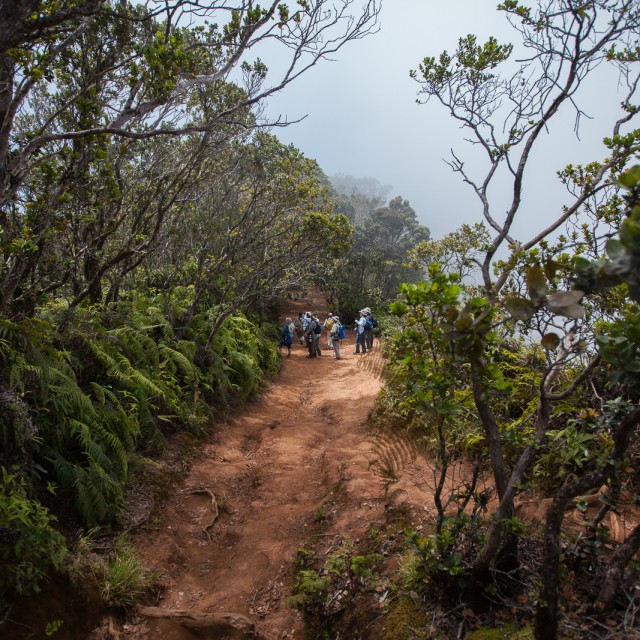 Pihea trail, Kauai