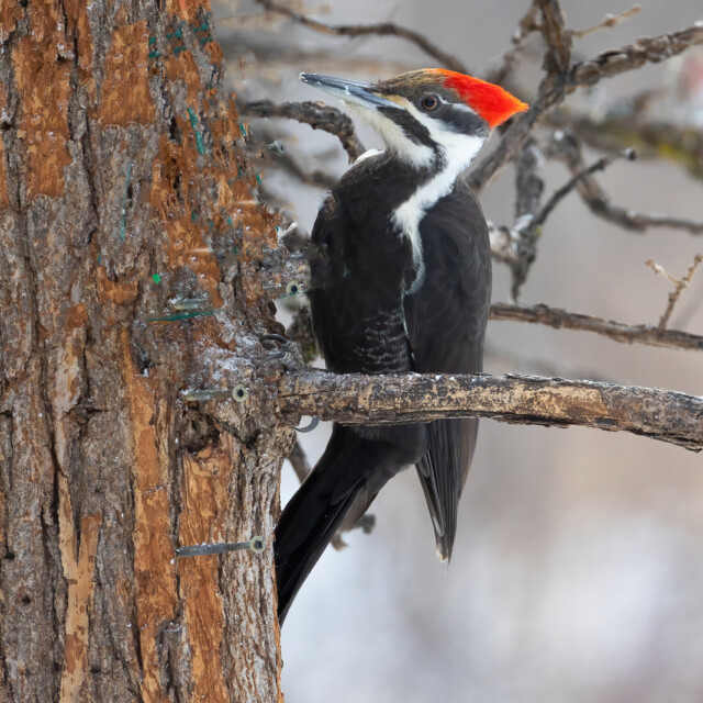 Pileated Woodpecker