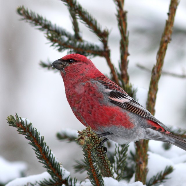 Pine Grosbeak
