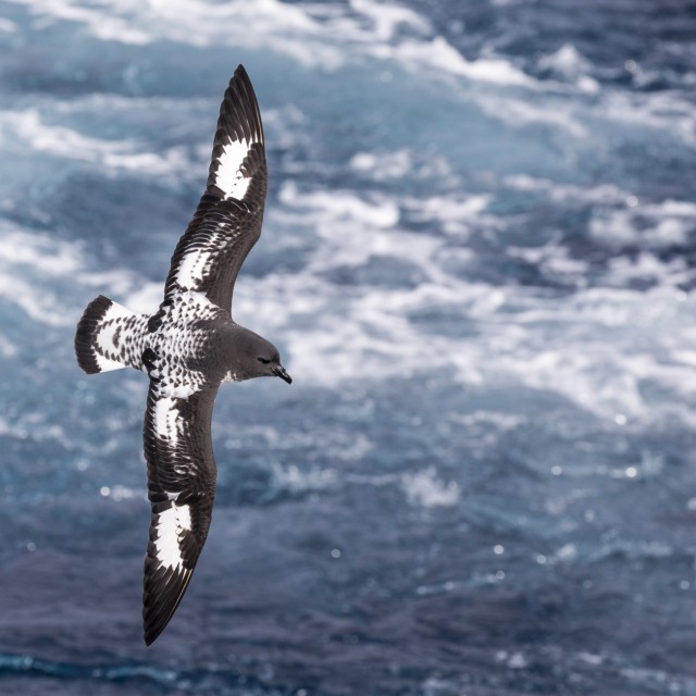 Cape Petrel