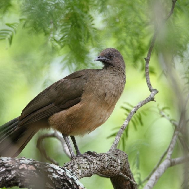Plain Chachalaca