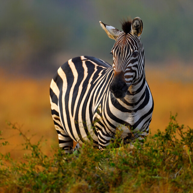 Africa sunset. Plains zebra, Equus quagga, in the grassy nature habitat with evening light in Lake Mburo NP in Uganda. Sunset in savanah. Animals with big trees.