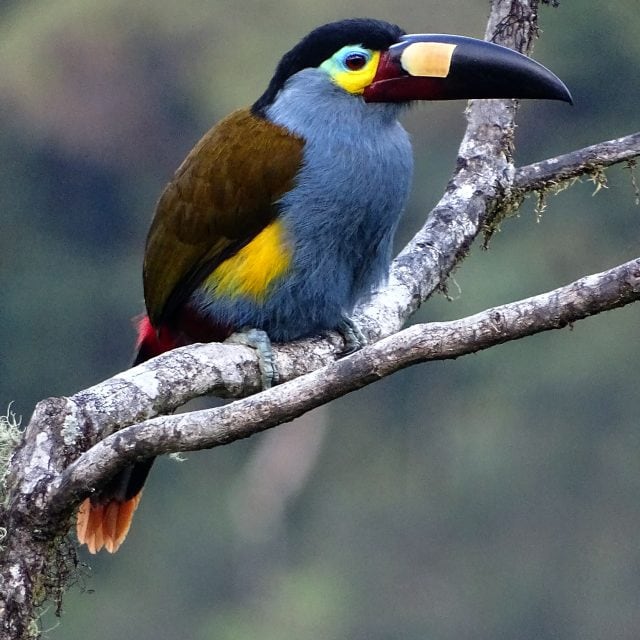 Plate-billed Mountain Toucan