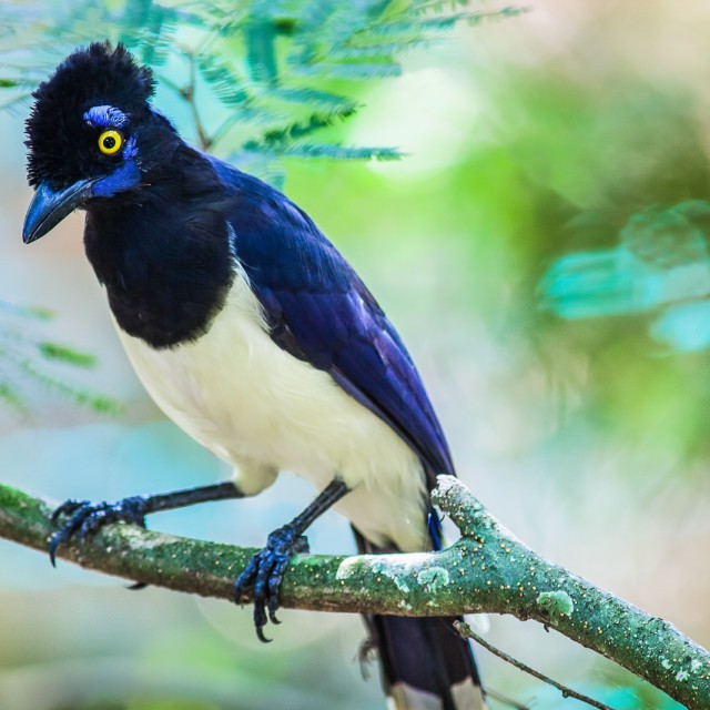 Plush-crested Jay (Cyanocorax chrysops)
