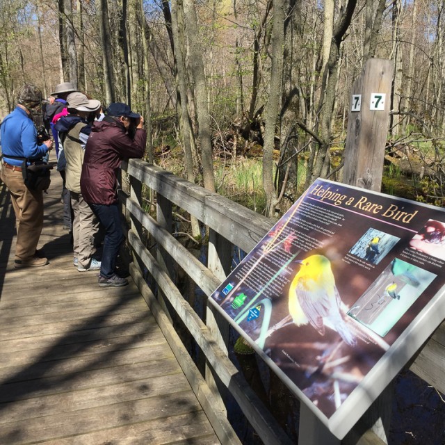 Pelee Boardwalk
