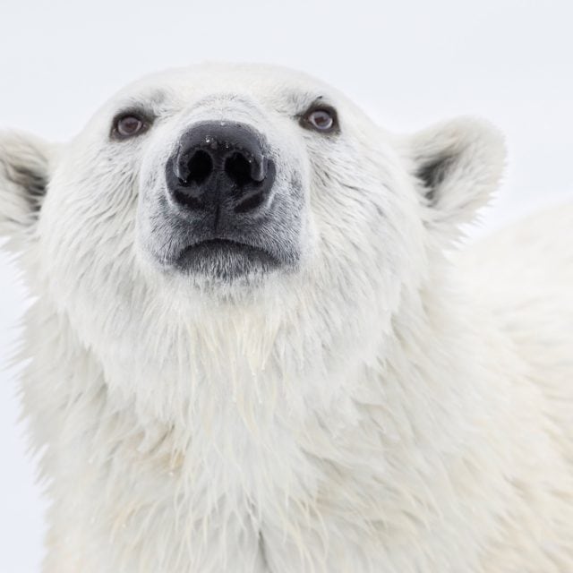 Polar Bear