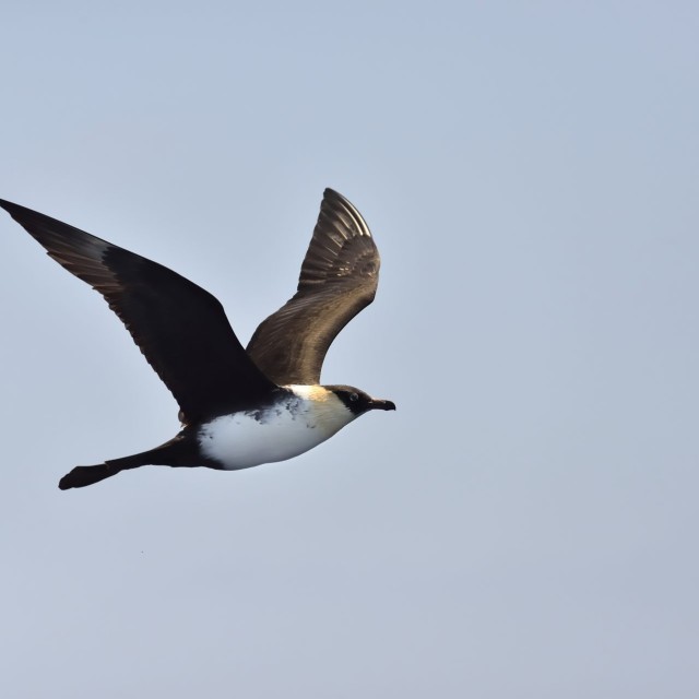 Pomarine Jaeger