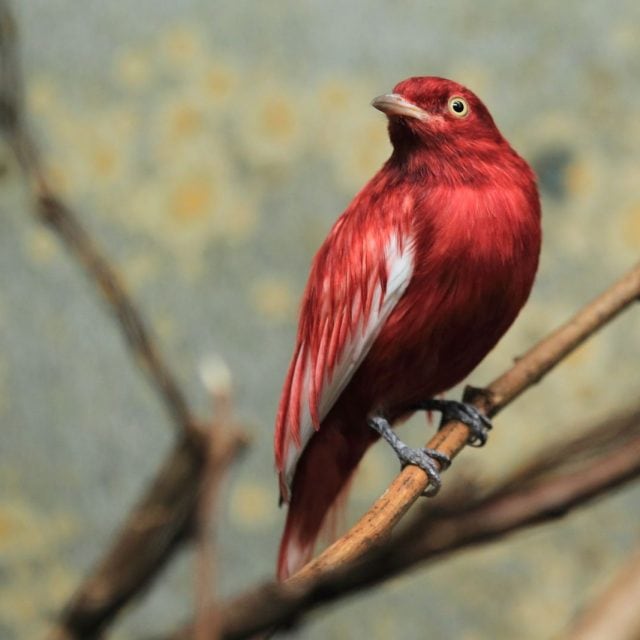 Pompadour Cotinga