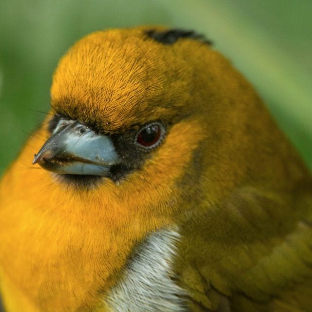 Prong-billed Barbet © Steve Ogle
