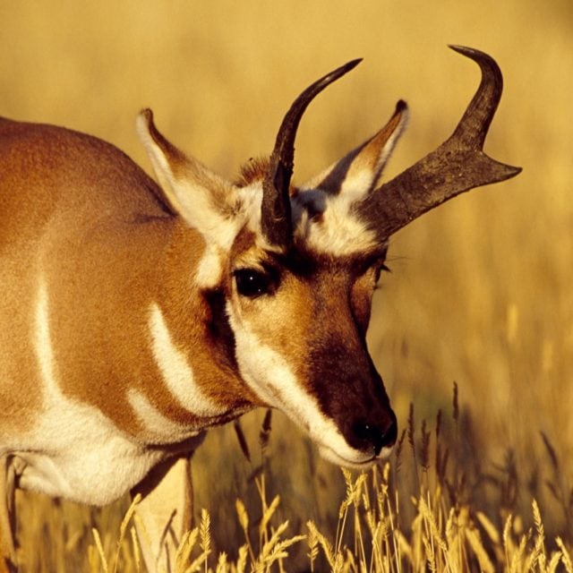 Pronghorn