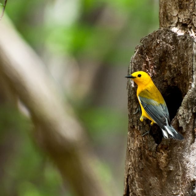 Prothonotary Warbler