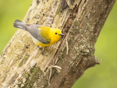 Point Pelee & Algonquin Park