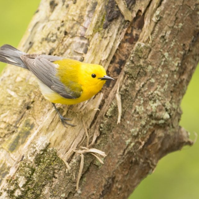 Prothonotary Warbler