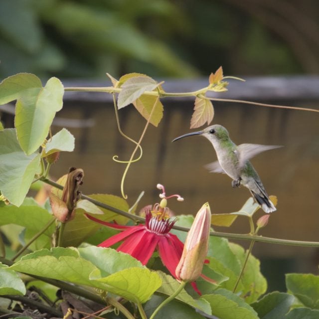 Puerto Rican Emerald