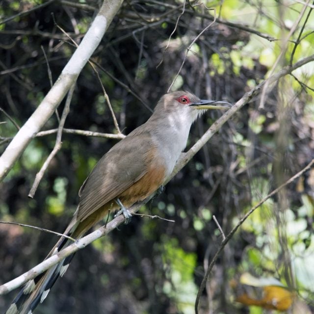 Puerto Rican Lizard-Cuckoo