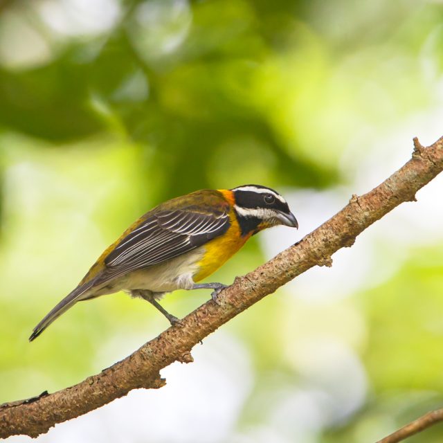 Puerto Rican Spindalis