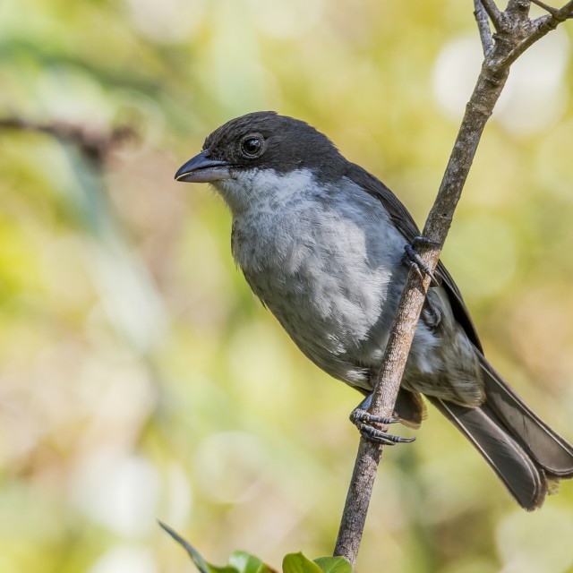 Puerto Rican Tanager