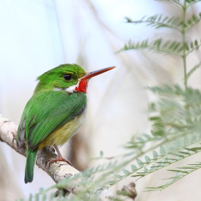 Puerto Rican Tody
