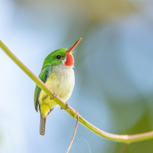 Explore Eagle-Eye Tours for Caribbean