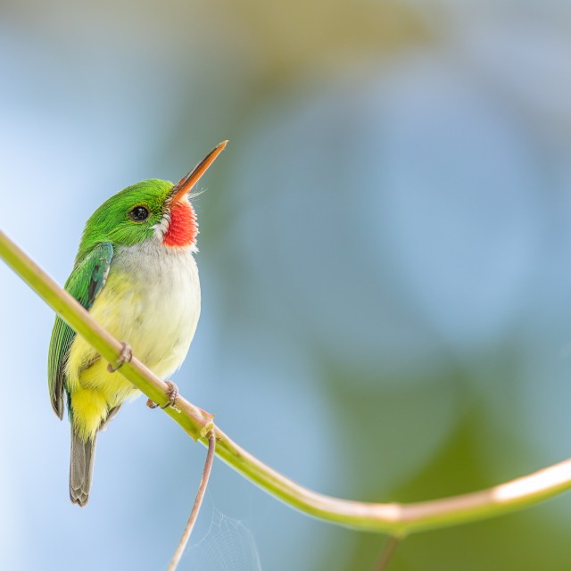 Puerto Rican Tody